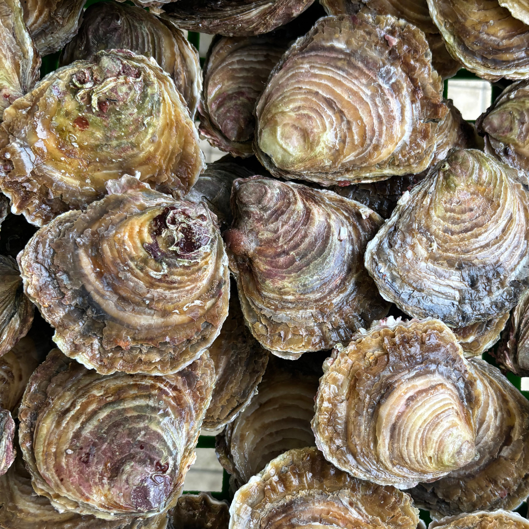 1 rs l'huitre corcaud (publication facebook) 2