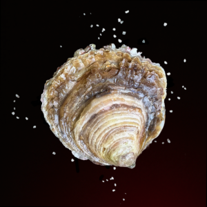 huîtres plates grosses